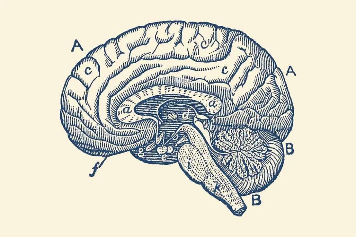 The brain.